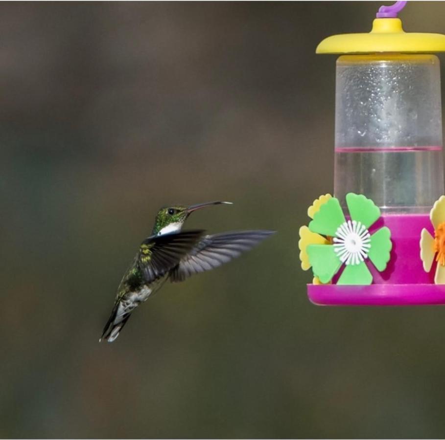 El Colibri Cabanas De La Naturaleza Trelew Kültér fotó